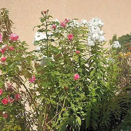 Haus Josef Bed & Breakfast *