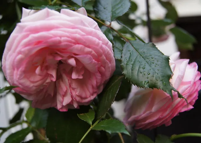 Haus Josef Отель типа 