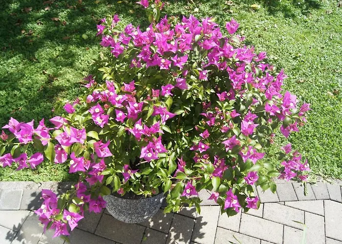 Haus Josef مايرهوفن