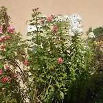 Haus Josef לינה וארוחת בוקר *