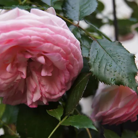 Haus Josef Bed & Breakfast Mayrhofen