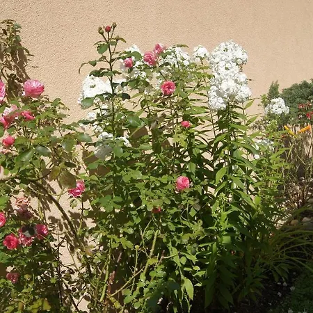 Haus Josef Bed & Breakfast *